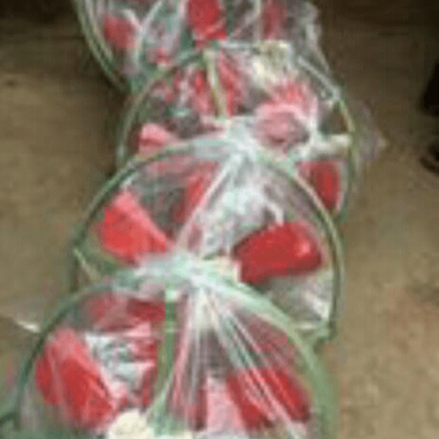 Exhaust 24' Economy